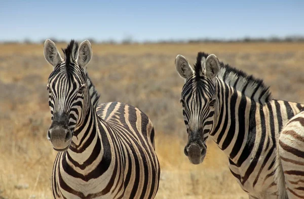 Schwarze Und Weiße Zebras Tiere Flora Und Fauna — Stockfoto