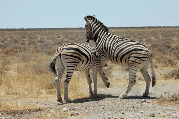 Africano Preto Branco Zebra Animal — Fotografia de Stock