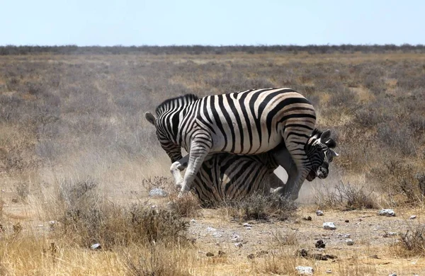 Africano Preto Branco Zebra Animal — Fotografia de Stock