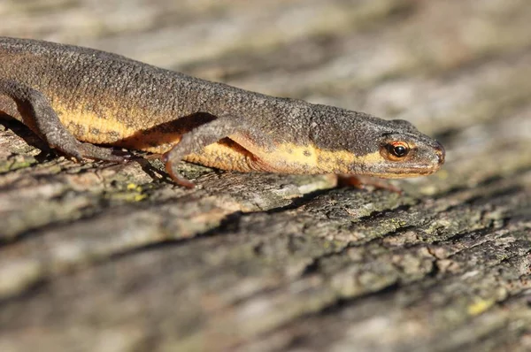 Salamandra Jaszczurka Gady — Zdjęcie stockowe