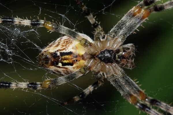 Vista Ángulo Bajo Una Araña — Foto de Stock