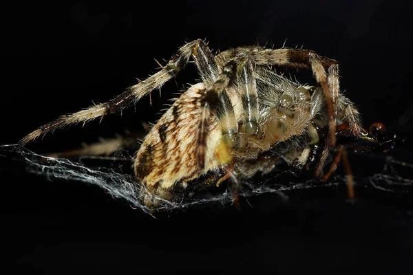 Pavouk Černém Pozadí — Stock fotografie