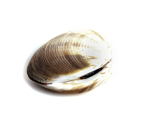 Marine Shells Summer Seashell — Stock Photo, Image