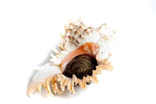 Marine Sea Shell Studio Setting White Background — Stock Photo, Image