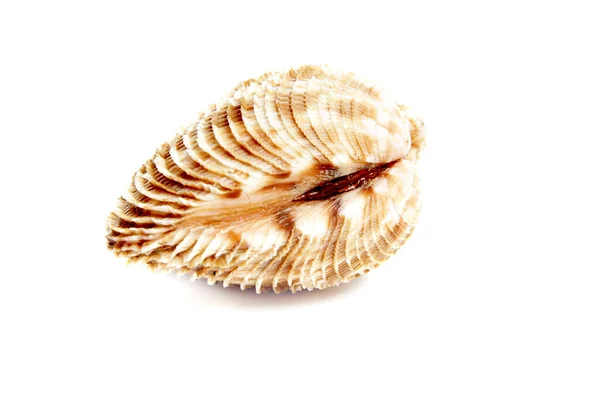 Coquille Marine Dans Décor Studio Sur Fond Blanc — Photo