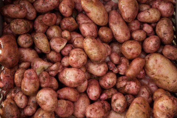 Heurige Washed Potato Harvest Fresh — Stock Photo, Image