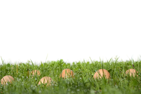 Eieren Van Vrije Uitloop Het Weiland — Stockfoto