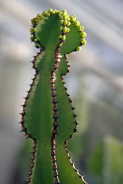 Tropisk Plante Botanikkflora Kaktus – stockfoto