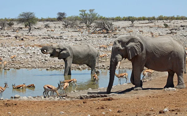 Animais Buraco Aquático Okaukuejo — Fotografia de Stock