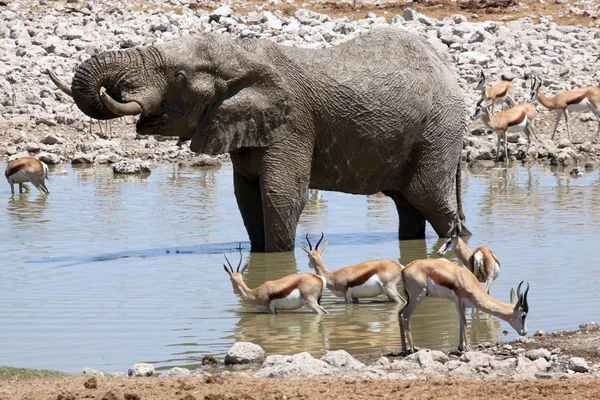 Слон Водопоя Африканское Животное — стоковое фото