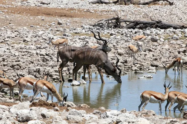 Kudu Antelope Ζώα Άγρια Ζωή Πανίδα Της Φύσης — Φωτογραφία Αρχείου