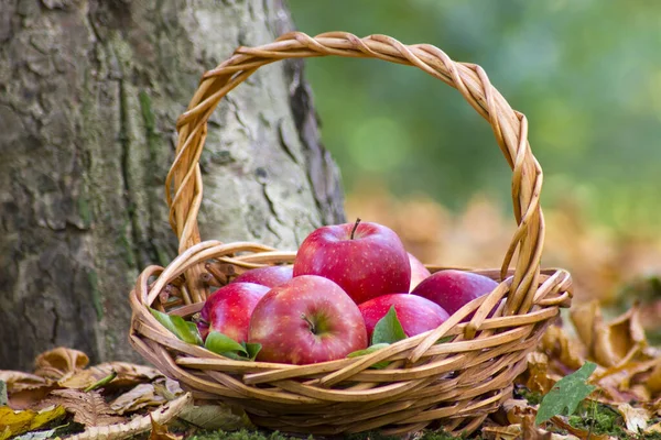 Pommes Fraîches Dans Panier Dans Jardin Automne — Photo