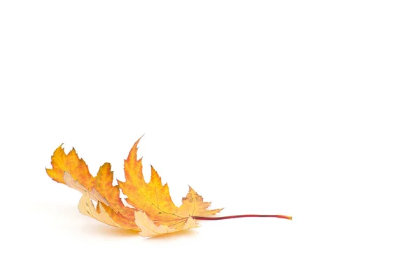 カエデの葉 葉の葉 — ストック写真