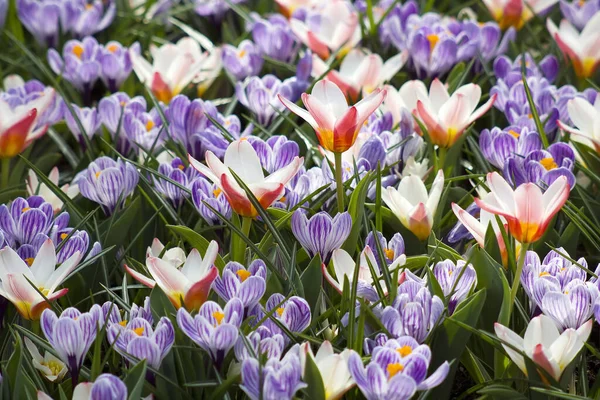 Hollanda Keukenhof Bahar Çiçekleri — Stok fotoğraf