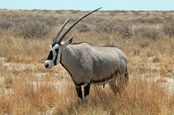 Oryx Antilope Animal Sauvage Faune Nature — Photo