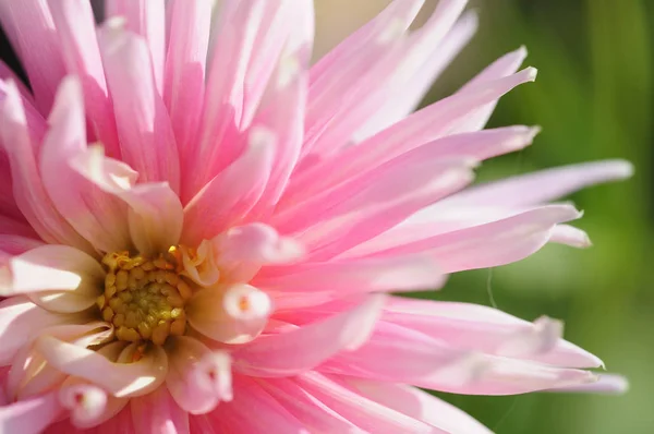 Widok Bliska Piękne Kwitnące Dahlia — Zdjęcie stockowe