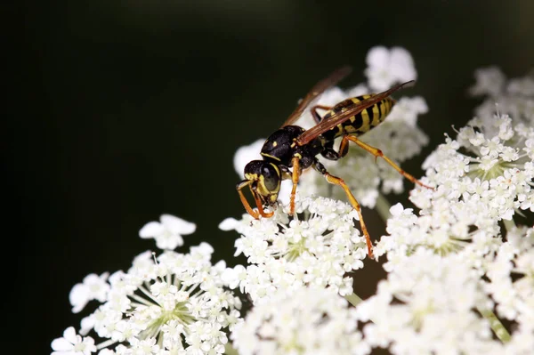 Close Bug Natureza Selvagem — Fotografia de Stock