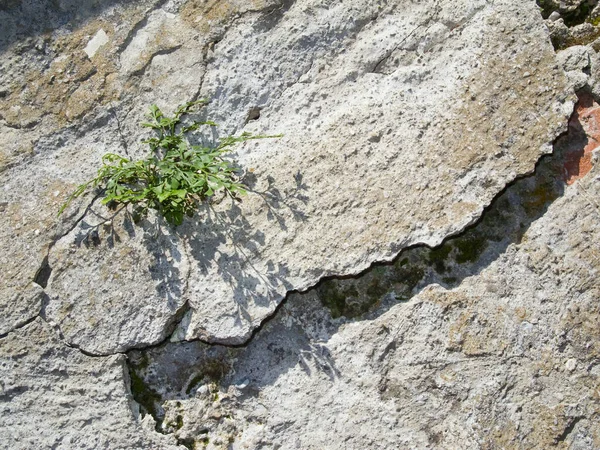 Viejo Muro Piedra Quebrada Con Una Sola Planta Verde Bajo —  Fotos de Stock