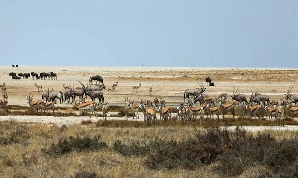 Naturskön Utsikt Över Savannahs Fauna Och Flora — Stockfoto