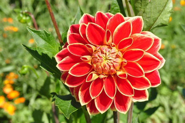 Zblízka Pohled Krásné Kvetoucí Dahlia — Stock fotografie