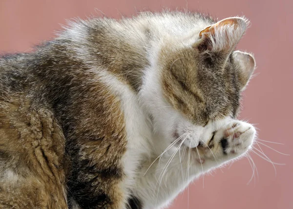 Gato Doméstico Animal Estimação — Fotografia de Stock