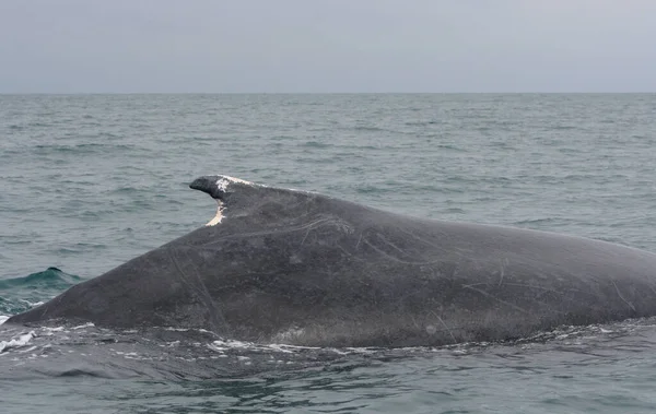 Płetwa Grzbietowa Humbaka Wypływającego Powierzchnię Oceanu Spokojnego Pobliżu Tonsupa Ekwador — Zdjęcie stockowe