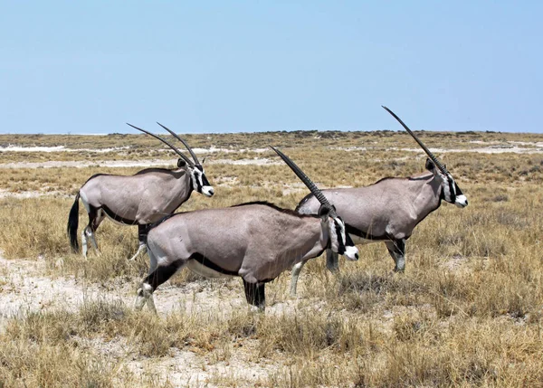 Oryx羚羊野生动物 自然动物 — 图库照片