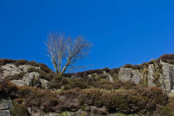 Een Eenzame Boom Een Berg Wales — Stockfoto