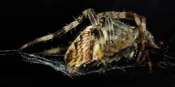 Araignée Piège Insectes Animal — Photo
