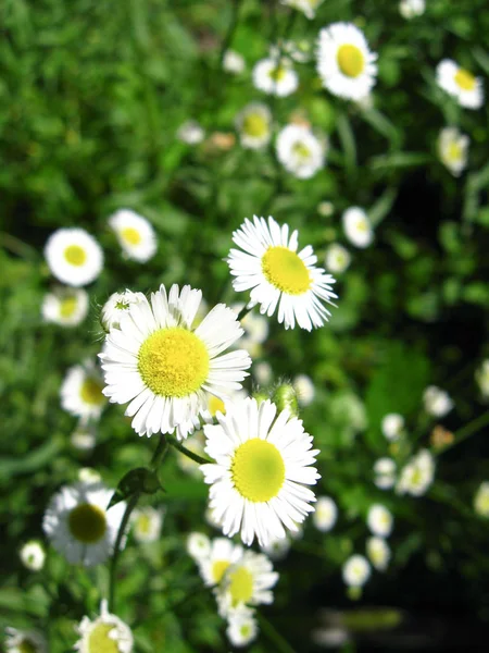 Kwiat Łóżko Ogrodzie Pięknymi Białymi Rubiele — Zdjęcie stockowe
