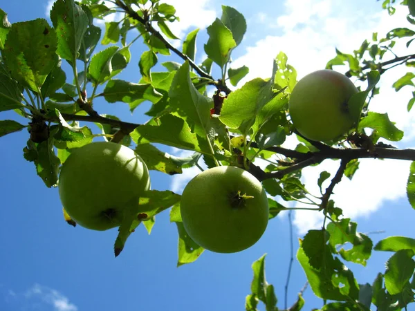 Πολύ Νόστιμα Και Ώριμα Τρία Μήλα Κρέμονται Στο Δέντρο — Φωτογραφία Αρχείου