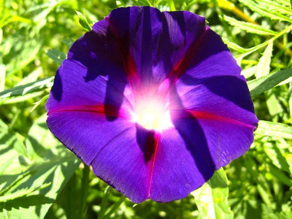 Bela Flor Ipomoea Muito Variegada — Fotografia de Stock