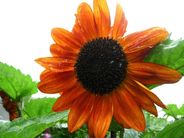 Hermosa Flor Girasol Después Lluvia —  Fotos de Stock