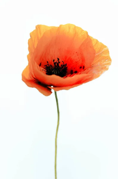 Coquelicot Sur Fond Blanc — Photo