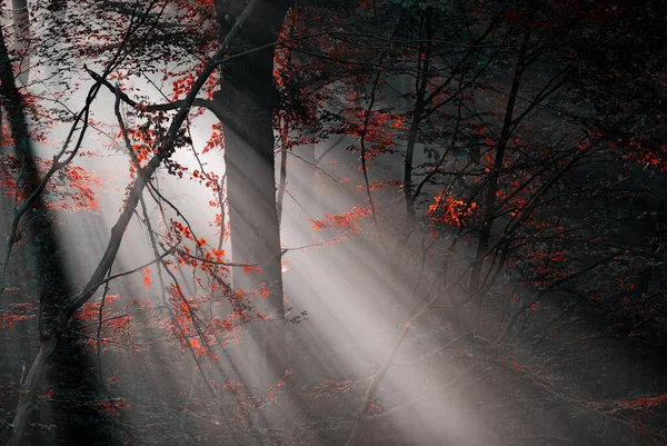 Red Colors Subeams Forest — Stock Photo, Image