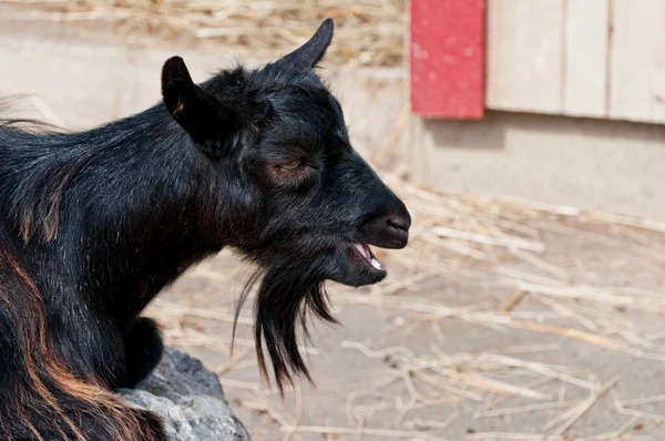 Farm Goat Resting Meal Ruminating — Stock Photo, Image