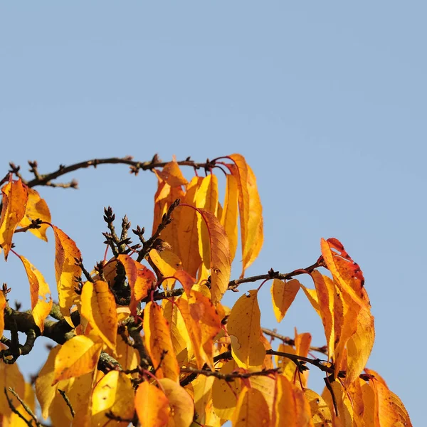 秋の紅葉や紅葉の植物 — ストック写真