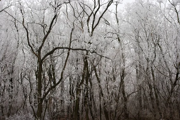 Winterbos Met Bomen Besneeuwd Boslandschap — Stockfoto