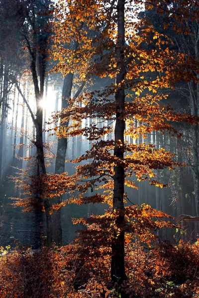 Autumn Forest Leaves Fall Season Flora — Stock Photo, Image