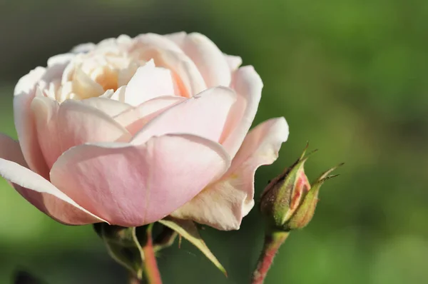 Rosenblütenblätter Flora — Stockfoto