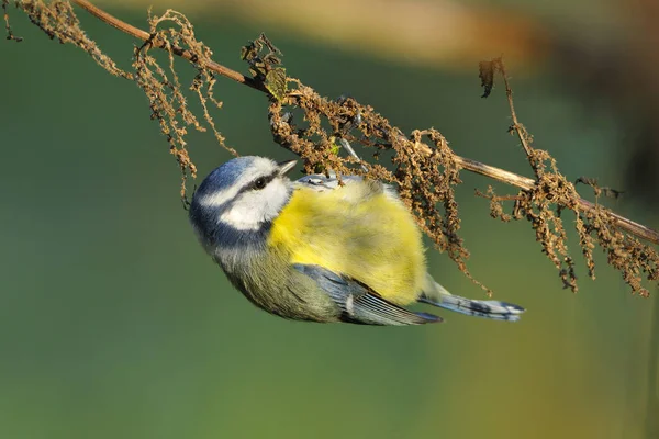 Vista Cênica Belo Pássaro Titmouse — Fotografia de Stock