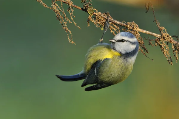 Malowniczy Widok Piękny Ptak Titmouse — Zdjęcie stockowe