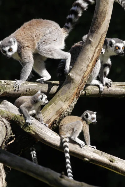 Familia Katta Con Animales Jóvenes — Foto de Stock