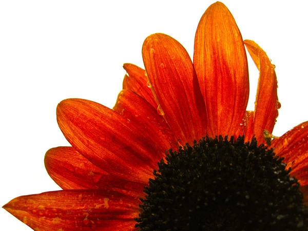 Fragment Der Schönen Sonnenblume Auf Dem Blauen Himmelshintergrund — Stockfoto