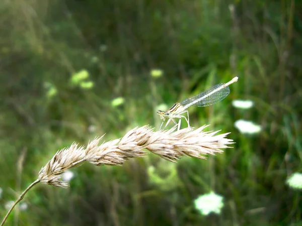 Eine Kleine Libelle Sitzt Auf Dem Stachel — Stockfoto