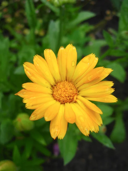 Piękny Kwiat Żółtego Nagietka Deszczu — Zdjęcie stockowe