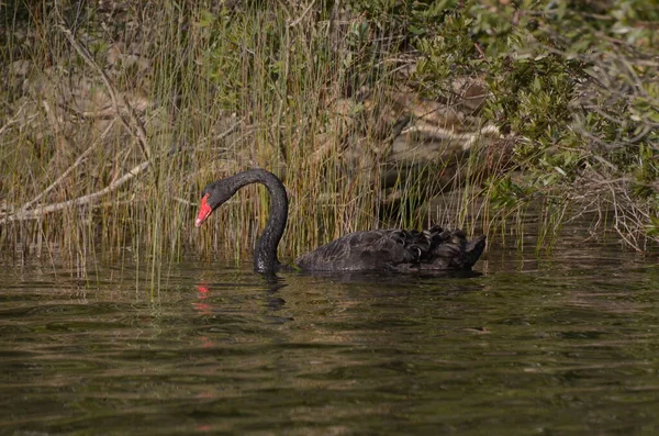 Black Swan Lakeside — Stock Photo, Image