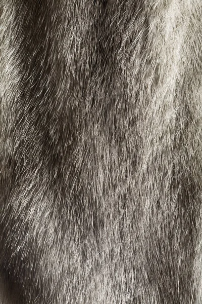 Silver Mink Fur Background Extreme Close — Stock Photo, Image