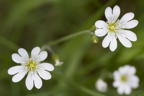 草の中に広がる白い小さな花 — ストック写真