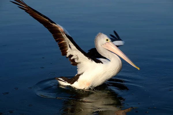 Scenic View Beautiful Pelican Nature — Stock Photo, Image